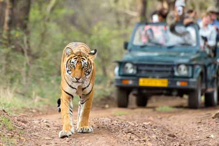 Taj Mahal and Tiger Tour