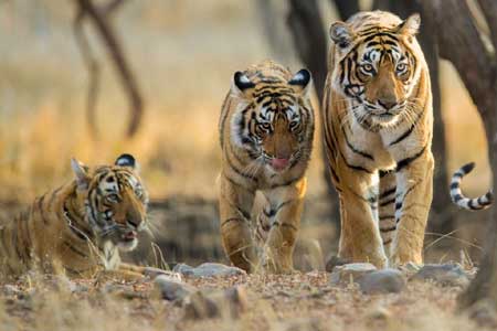Tiger Special Tours