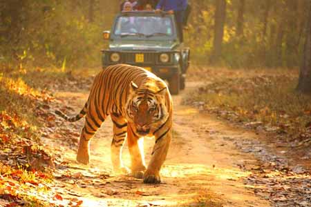 Tiger Tours Packages India