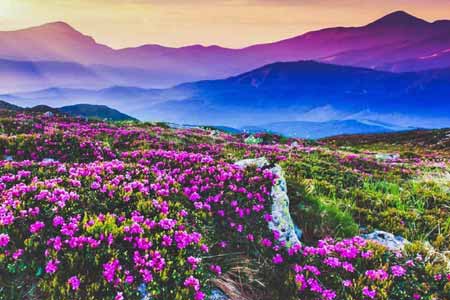 Valley of Flowers