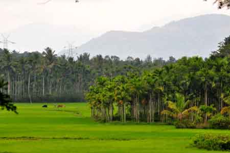      Wayanad