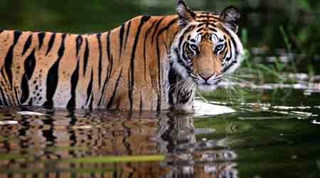 viaggio Fauna Selvatica in India