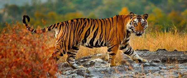 Rajasthan Wildlife
