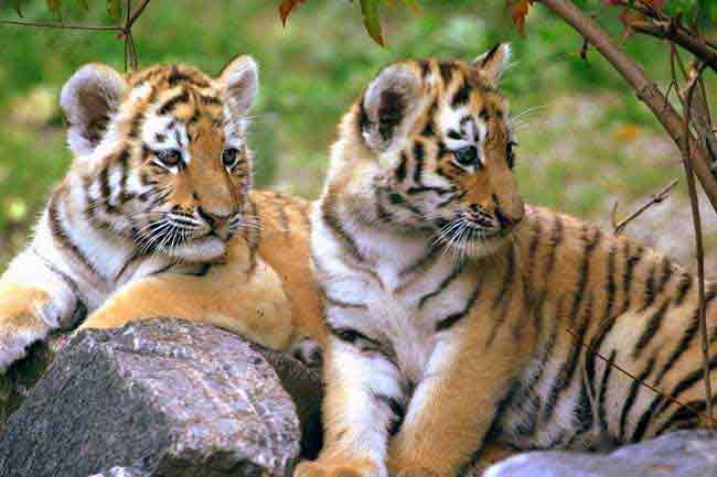 india Wildlife Tours