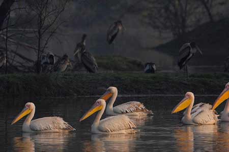 Keoladeo Ghana National Partk