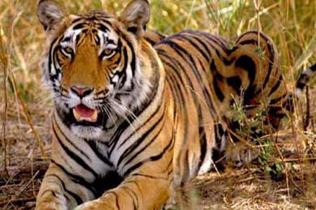 Mukundara Tiger Reserve