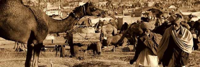 Pushkar Camel Fair Rajasthan