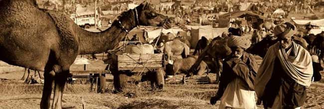 Pushkar Camel Fair