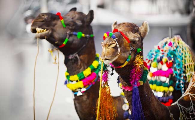 Pushkar Fair 