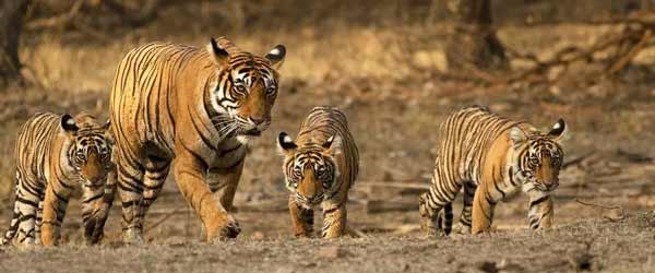 Ranthambhore Day Tours