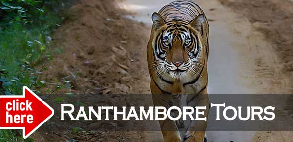 ranthambore tour packages